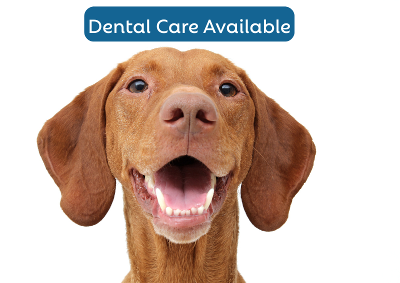 Carousel Slide 4: For a bright smile, book Fluffy's routine dental cleaning.