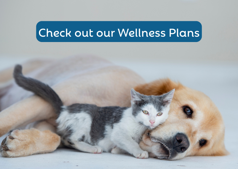 Carousel Slide 3: Wellness Plans >